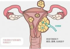 子宫肌瘤是如何形成的？